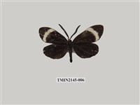 藏品(茶帶螢斑蛾)的圖片